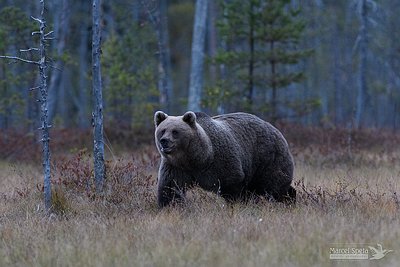 Bears Finland